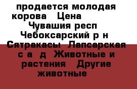 продается молодая корова › Цена ­ 60 000 - Чувашия респ., Чебоксарский р-н, Сятракасы (Лапсарская с/а) д. Животные и растения » Другие животные   